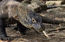 Private Speedboat Fullday Komodo Tour