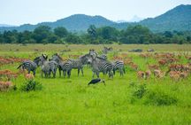 3-Day Exclusive Mikumi Safari from Zanzibar