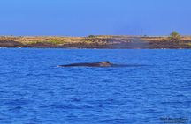 Kailua Kona Whale Watching Boat Tour Experience