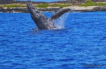Kailua Kona Whale Watching Boat Tour Experience