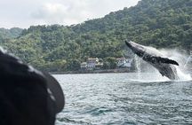 Private Tour 3 Hours of Whale Watching 