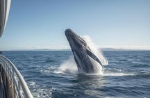 Private Whale Watching and Wine tasting tour