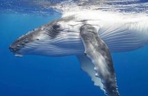 Swim with Whales Guaranteed - Small Groups, Photography Included