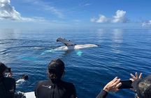 Swim with Whales Guaranteed - Small Groups, Photography Included