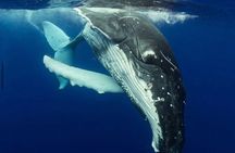 Swim with Whales Guaranteed - Small Groups, Photography Included