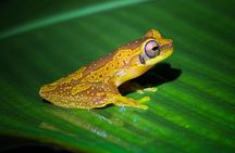 Night Tour at Bijagua Hidden Gems