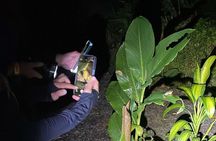 Night Tour at Bijagua Hidden Gems