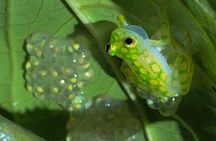 Night Tour at Bijagua Hidden Gems