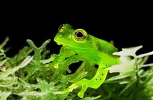 Night Tour at Bijagua Hidden Gems