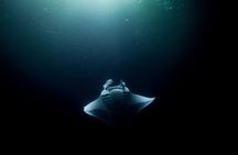 Manta Ray Night Snorkel Adventure in Kona