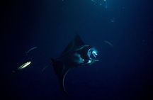 Manta Ray Night Snorkel Adventure in Kona