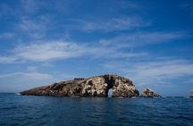 Palomino Island Swim with Sea Lions