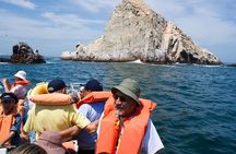 Palomino Island Swim with Sea Lions