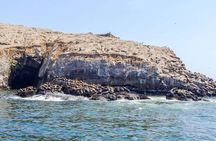 Palomino Island Swim with Sea Lions