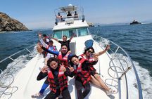 Palomino Island Swim with Sea Lions