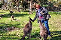 Premium Adelaide Hills Cleland Wildlife and Hahndorf Minibus Tour