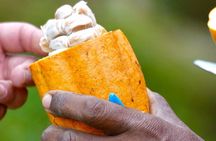 Grenada Private SUV Tours: Forts, Spice, Chocolate, Lake & Falls