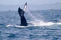 Punta Cana Whale Watching Adventure Tour | Half Day