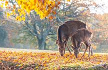 Private Customizable Nara Day Tour by Car from Osaka