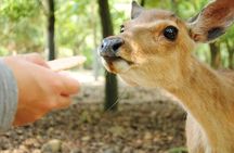 Private Customizable Nara Day Tour by Car from Osaka