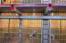 Alcatraz Prison Tour with Self-Guided Audio Tour and Ferry Rides