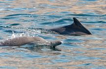 Full-Day Dhow Cruise in Khasab Musandam