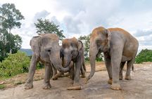 Phuket Small Group Ethical Elephant Experience