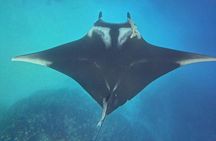 Cano Island Snorkeling Tour From Uvita