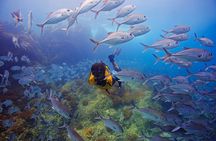 Cano Island Snorkeling Tour From Uvita