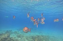 Cano Island Snorkeling Tour From Uvita