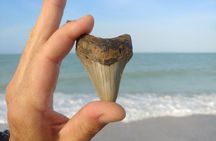 Guided Shark Tooth and Seashell Hunting Eco Tour on Manasota Key