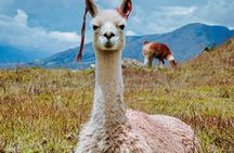 Sacred Valley VIP The Complete Inca Heritage Experience