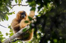 Jahoo: Gibbon Tracking Walk in Keo Seima Wildlife Sanctuary