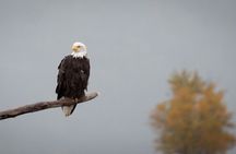 Semi Private Eagle Preserve Rafting Alaska Wildlife Adventure