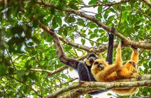 Jahoo: Gibbon Tracking Walk in Keo Seima Wildlife Sanctuary