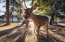 Nara and Kyoto Private Tour from Osaka