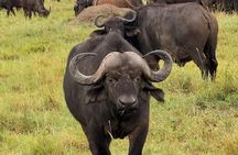 6-Day Safari to Masai Mara, Lake Nakuru, & Amboseli budget safari