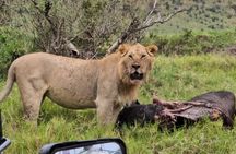 6-Day Safari to Masai Mara, Lake Nakuru, & Amboseli budget safari