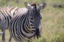6-Day Safari to Masai Mara, Lake Nakuru, & Amboseli budget safari