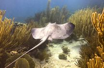 Discover Scuba Diving
