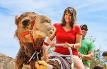 Agadir Desert Adventure in 6-H : Sandboarding, Camel & Quad Bike 