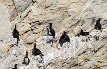 Puerto Madryn City Tour and Punta Loma Sea Lion Reserve