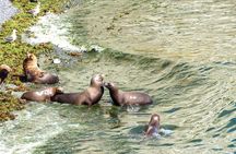 Puerto Madryn City Tour and Punta Loma Sea Lion Reserve