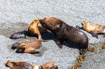 Puerto Madryn City Tour and Punta Loma Sea Lion Reserve
