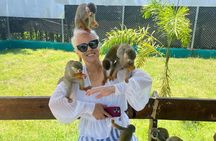 7 Damajagua Waterfalls, Monkeys and City Tour Puerto Plata