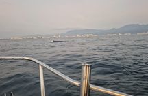 Private Tour 3 Hours of Whale Watching 