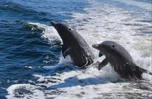 Anna Maria Island Dolphins & Beginners Snorkeling Adventure 3hrs