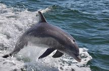 Anna Maria Island Dolphins & Beginners Snorkeling Adventure 3hrs