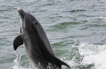 Anna Maria Island Dolphins & Beginners Snorkeling Adventure 3hrs