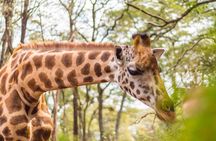 Giraffe Centre and Nairobi National Park Experience Joining Tours